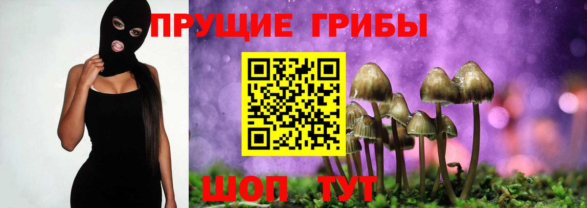 Камень-на-Оби  Псилоцибиновые грибы прущие грибы  как найти наркотики  Вход с VPN  Псилоцибиновые грибы Psilocybe 